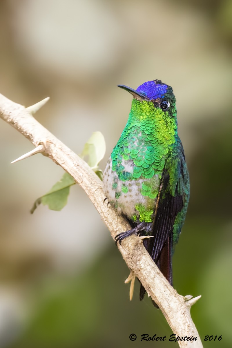 kolibřík modrotemenný - ML92749371