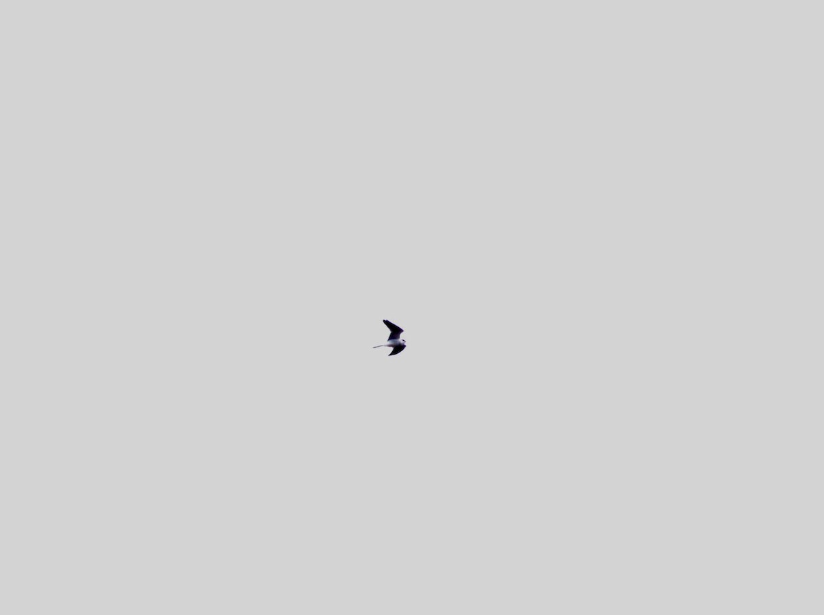 White-tailed Kite - ML92749451