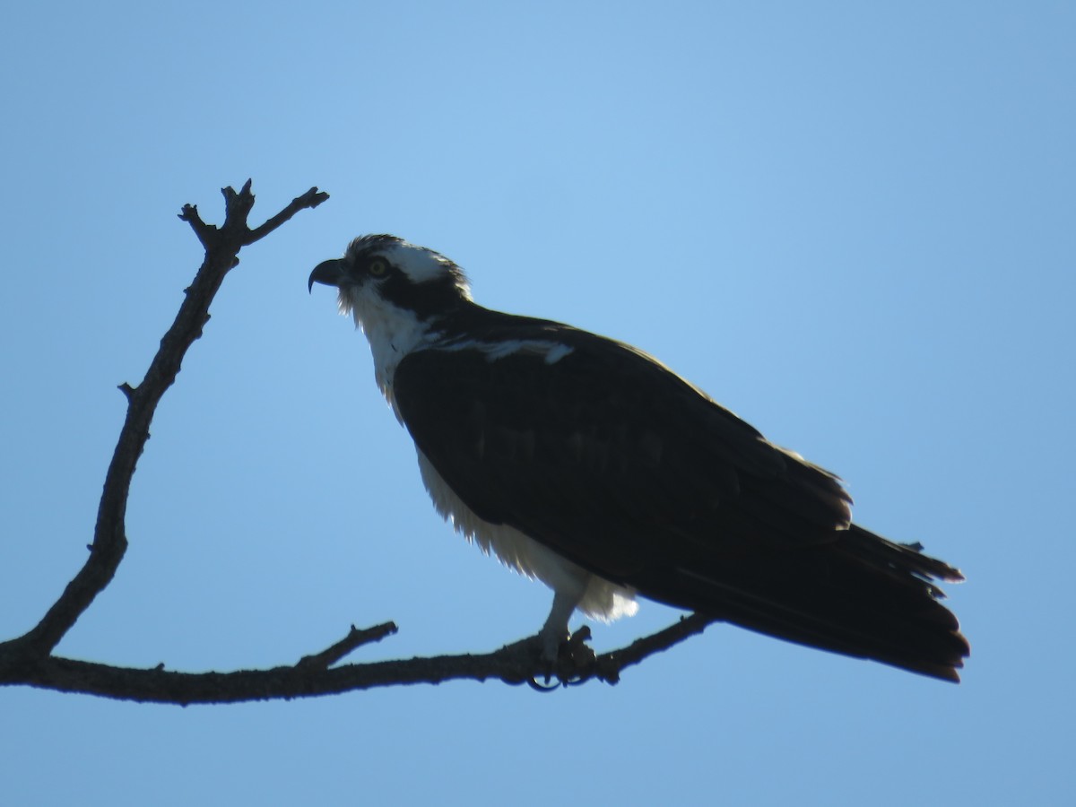 Osprey - ML92749781