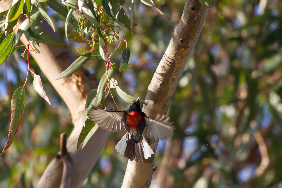 Painted Redstart - ML92750991