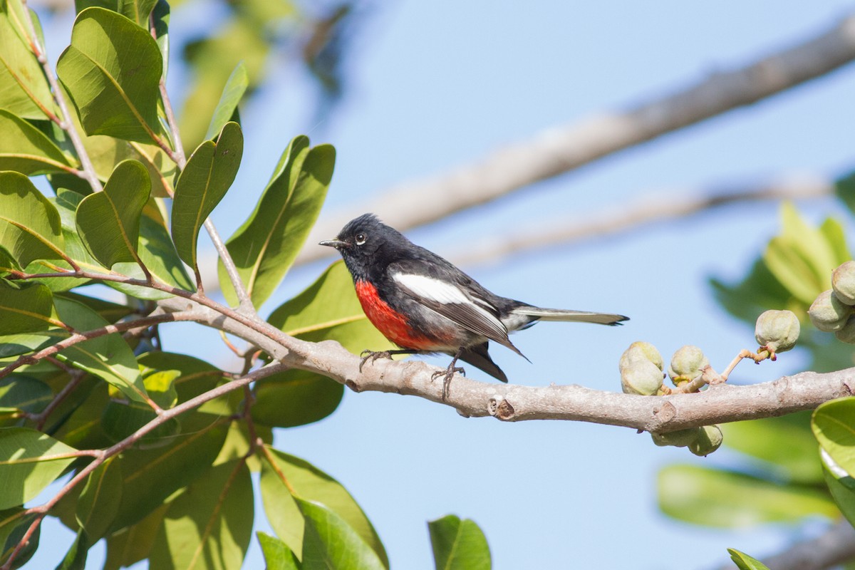 Painted Redstart - ML92751001