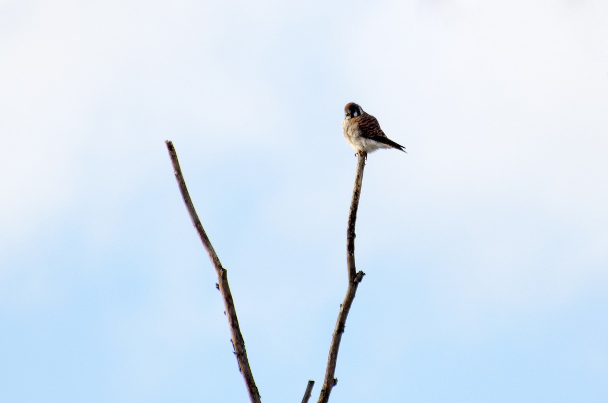 American Kestrel - ML92751221