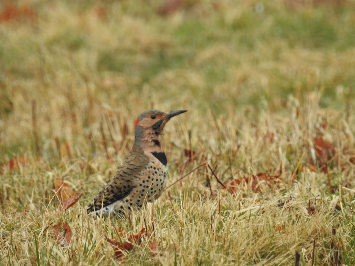 Northern Flicker - ML92751391