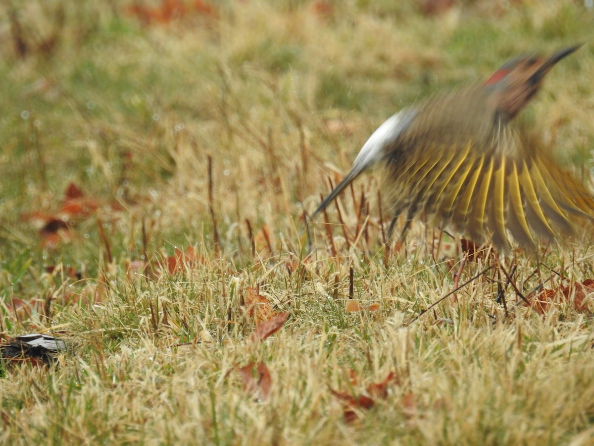 Northern Flicker - ML92751401