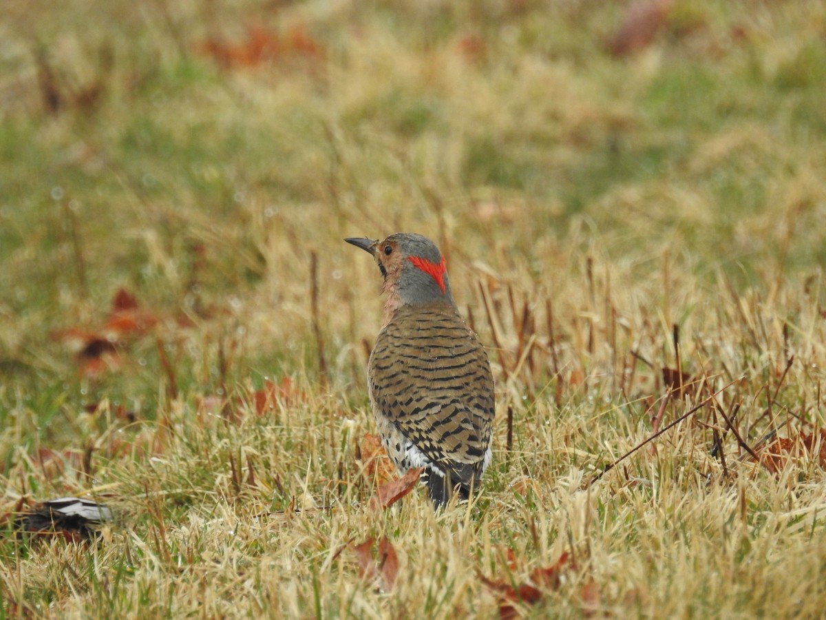 Northern Flicker - ML92751411