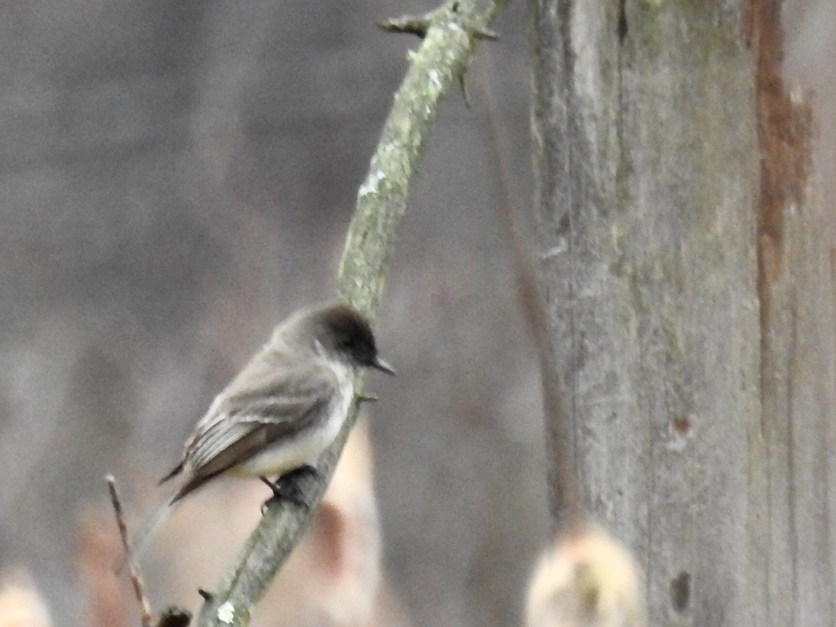 Eastern Phoebe - Gustino Lanese