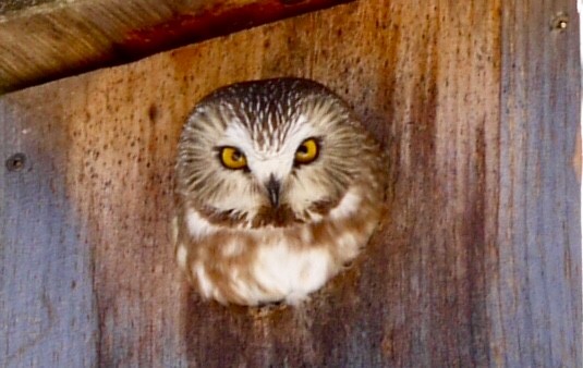 Northern Saw-whet Owl - Staff PSNP