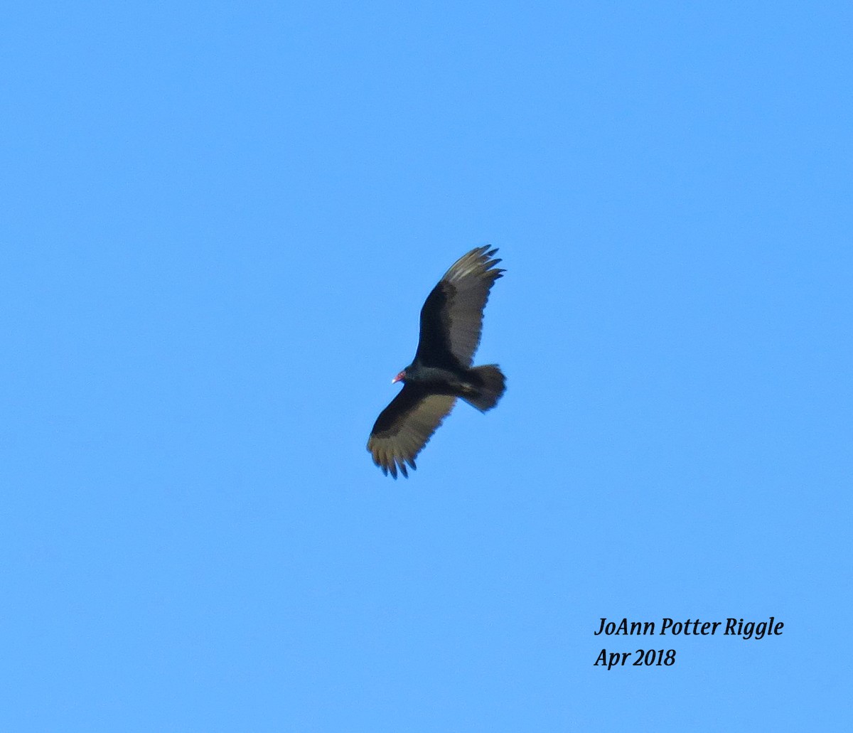 Turkey Vulture - JoAnn Potter Riggle 🦤