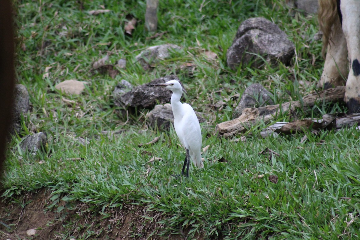 white egret sp. - ML92755551