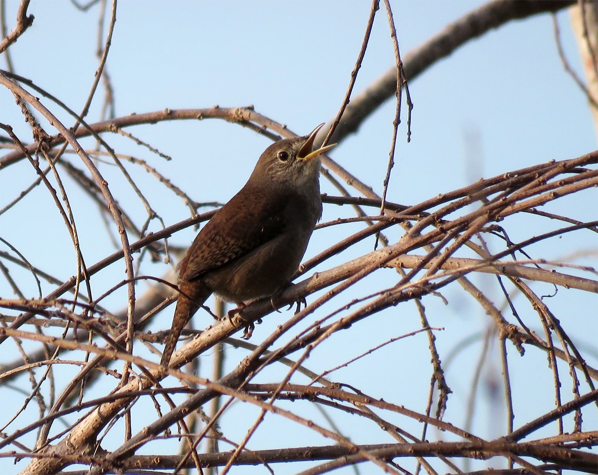 Northern House Wren - ML92755841