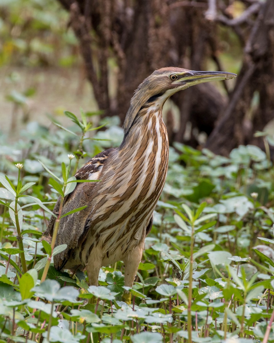 American Bittern - Caitlin Best