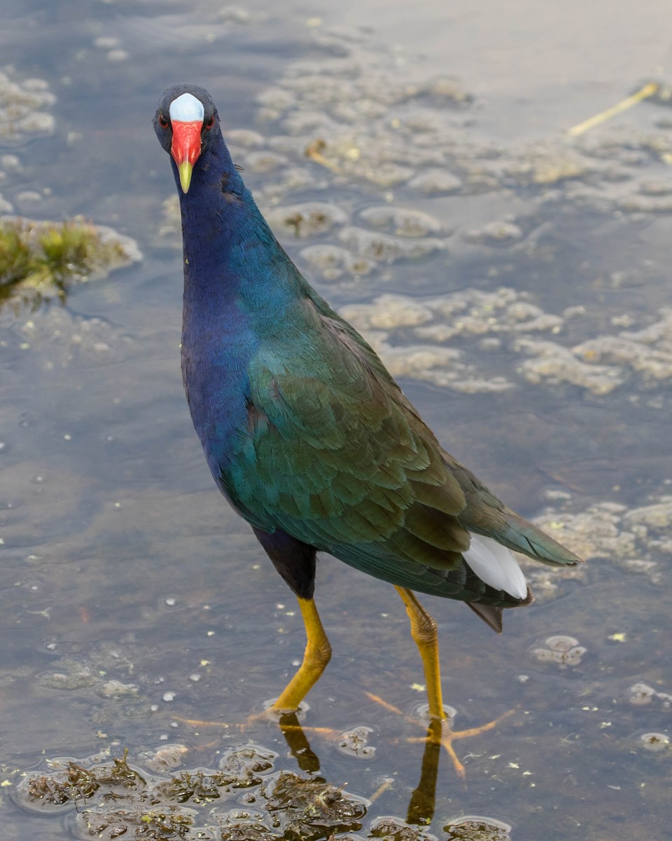 Purple Gallinule - ML92758661