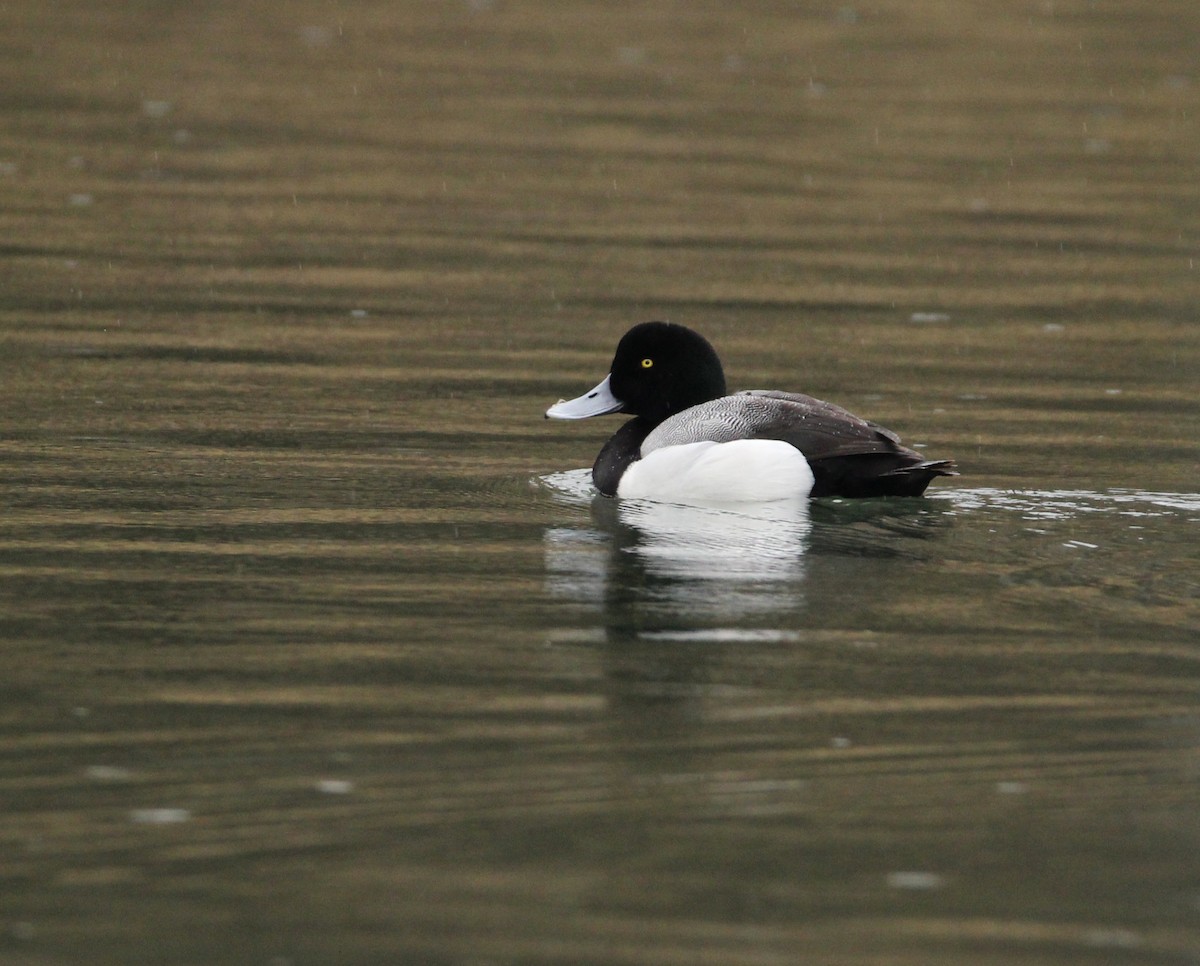Greater Scaup - ML92759021
