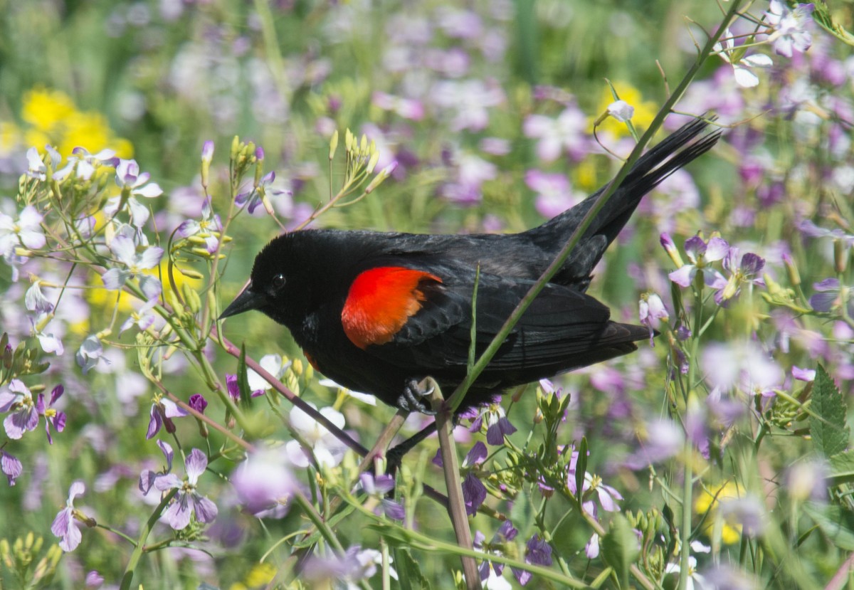 Red-winged Blackbird - Vicki Robinson