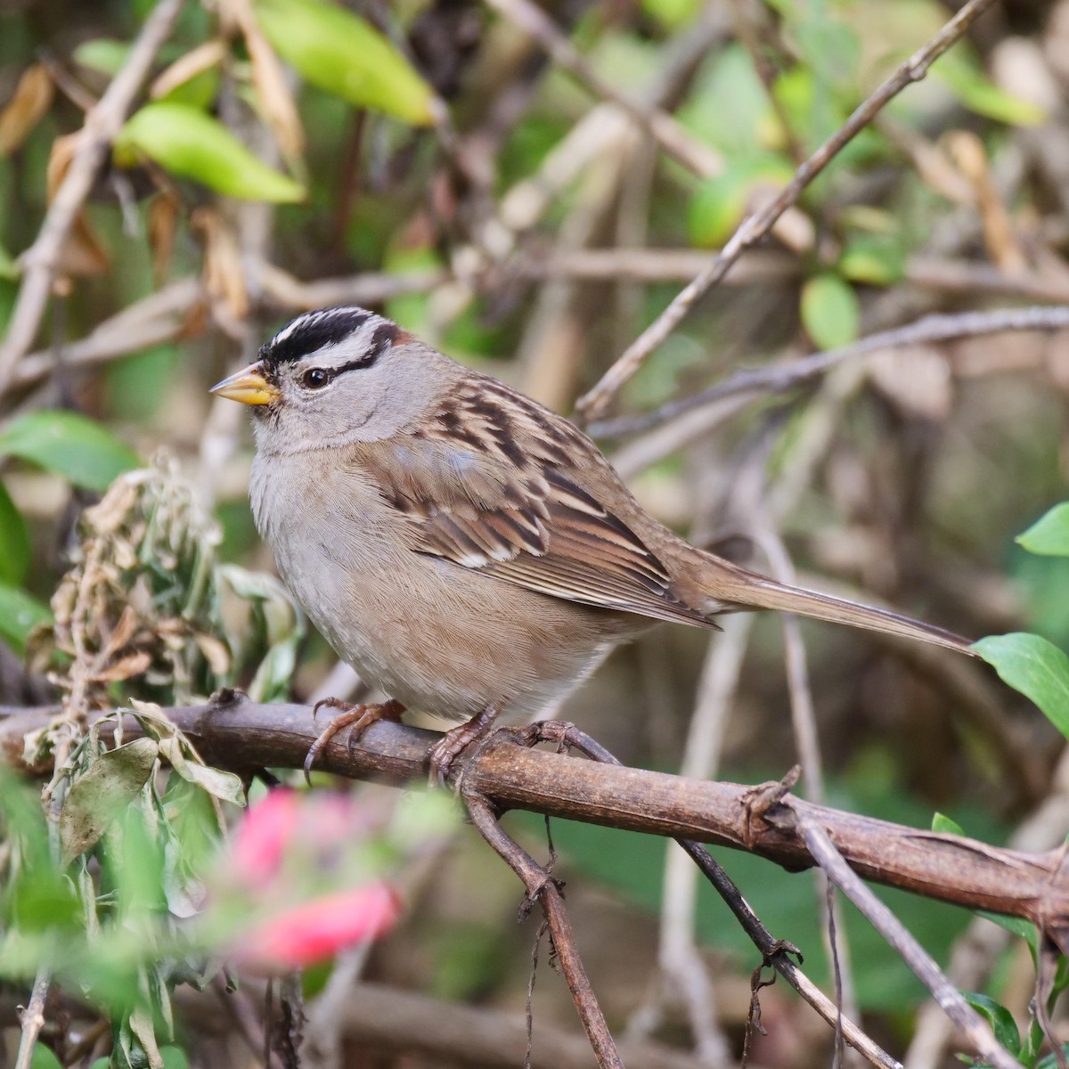 White-crowned Sparrow - Kent McDonald