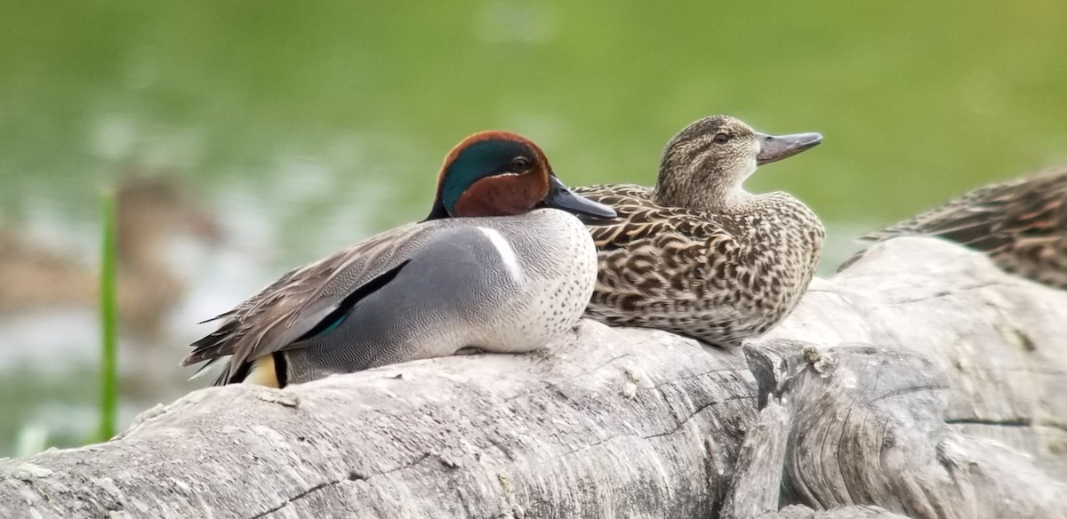 Green-winged Teal (American) - Walker Berg