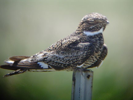 Common Nighthawk - ML92763411