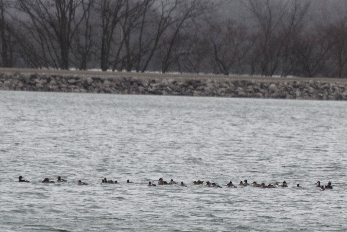 Red-breasted Merganser - ML92765071