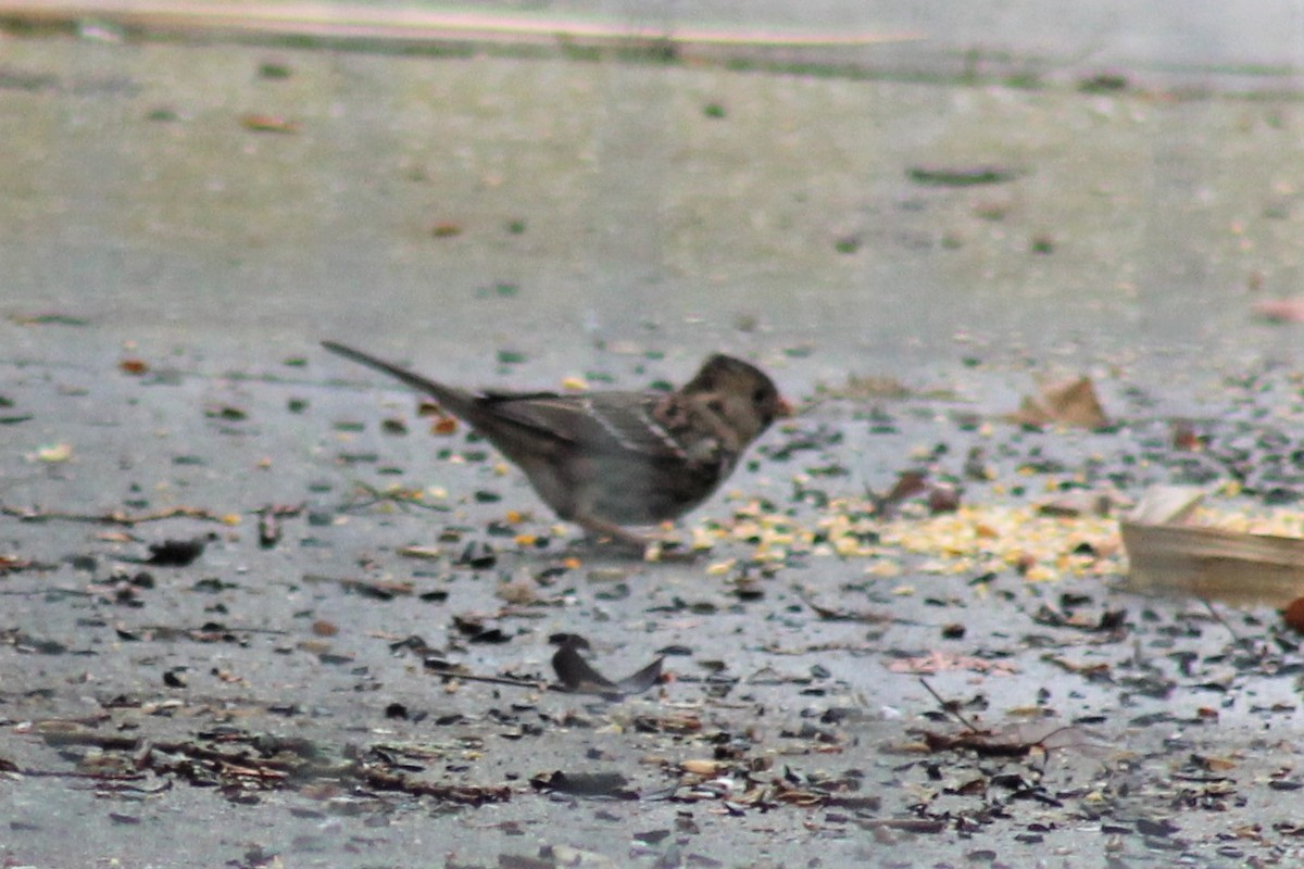 Harris's Sparrow - ML92765791