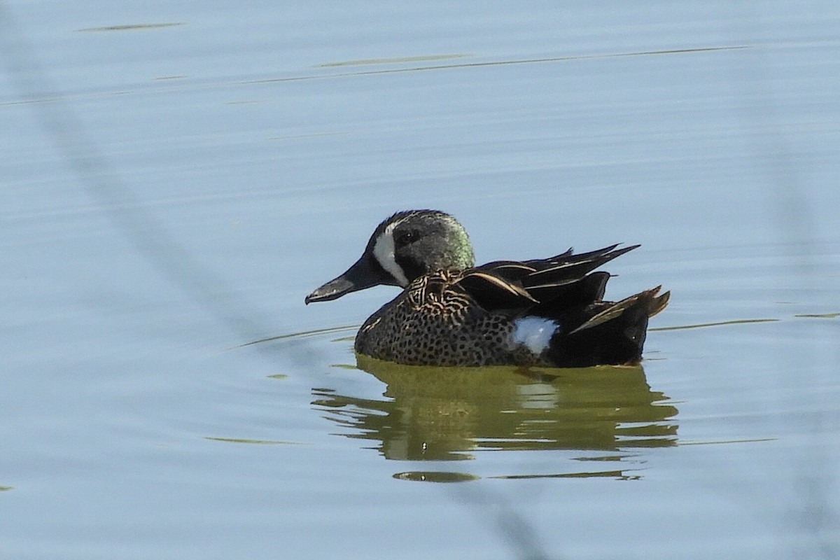 Blue-winged Teal - Susan Voelker