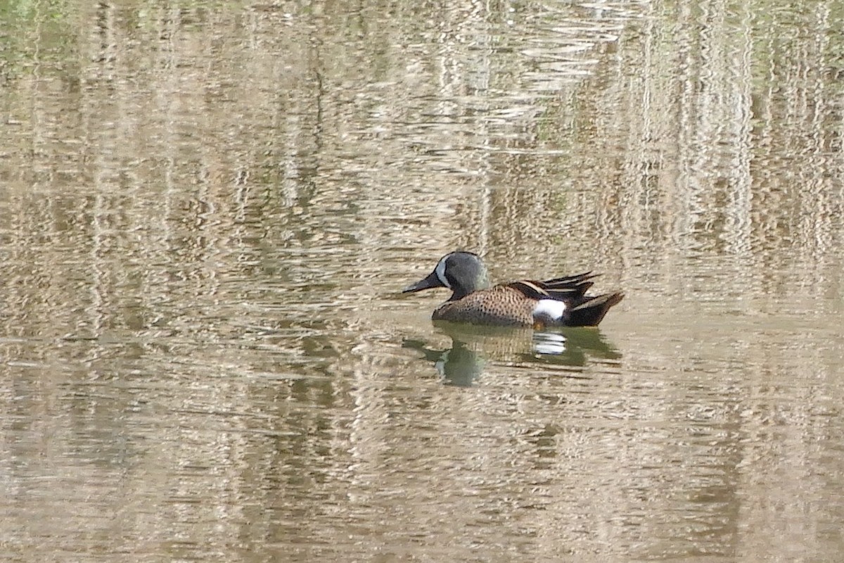 Blue-winged Teal - ML92766411