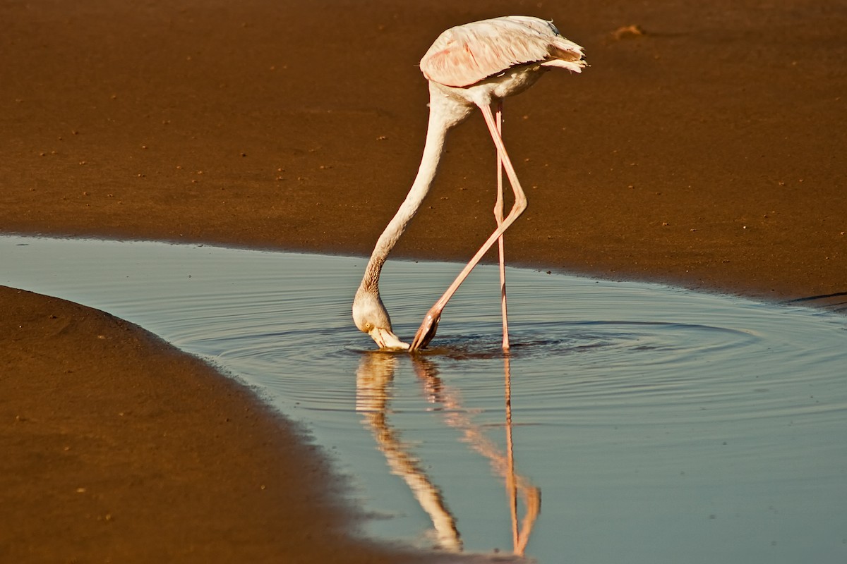 Greater Flamingo - graichen & recer