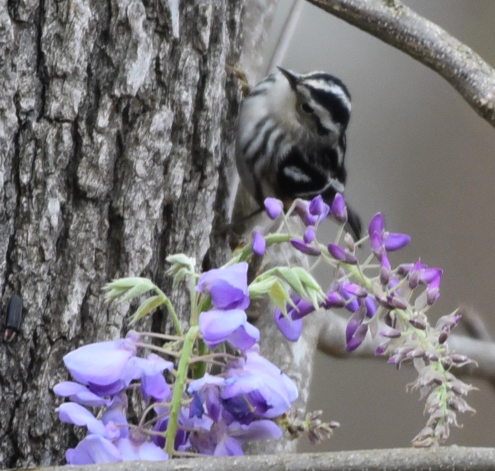 Black-and-white Warbler - ML92772421