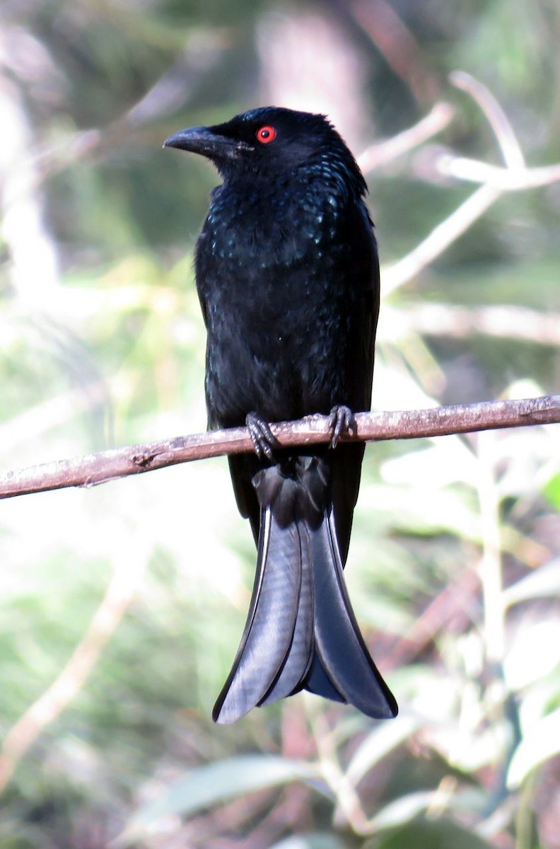 Spangled Drongo - ML92773221
