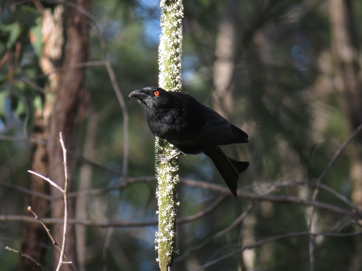 Spangled Drongo - ML92773231