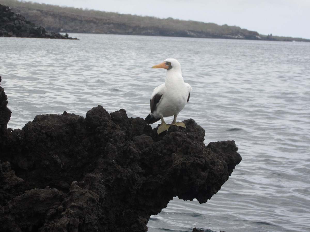 Nazca Booby - ML92773241