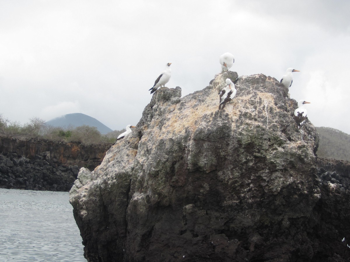 Nazca Booby - ML92773281