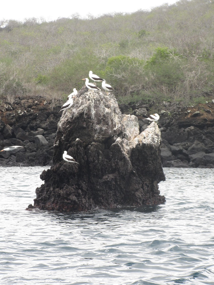 Nazca Booby - ML92773331