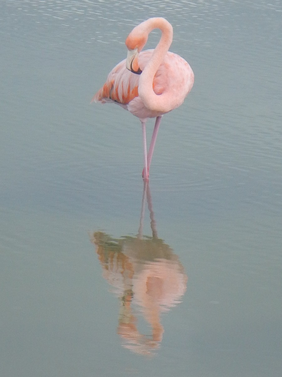 Flamant des Caraïbes - ML92773851