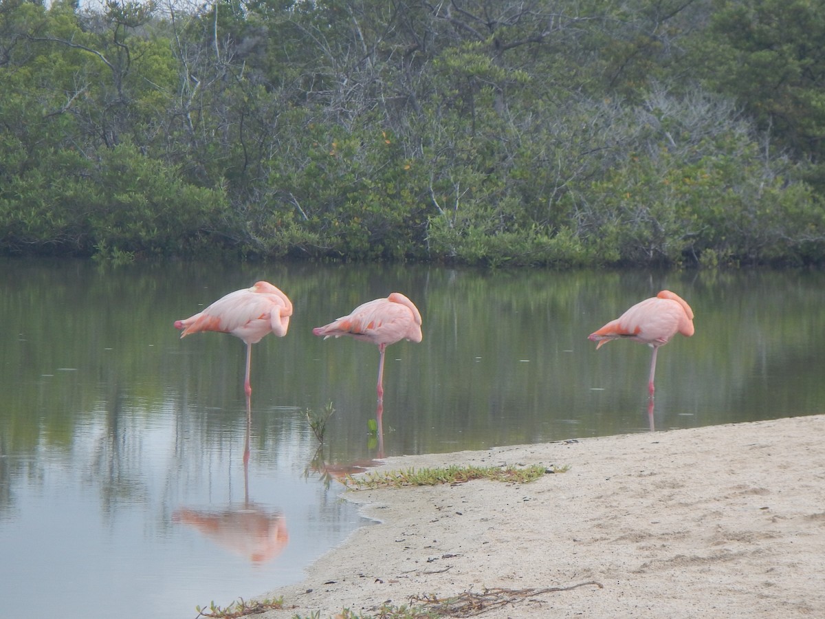 American Flamingo - ML92773981