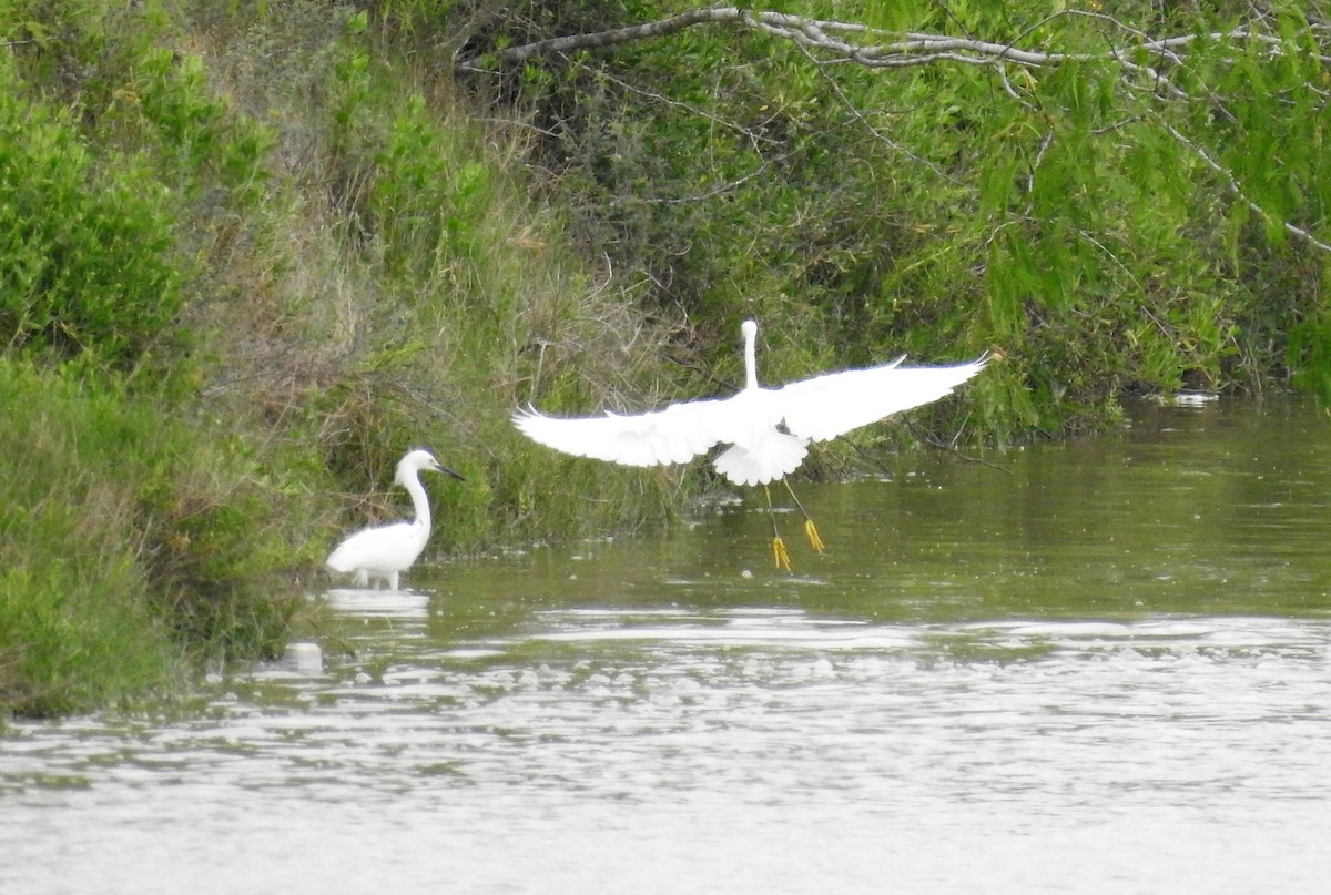 Snowy Egret - ML92774161