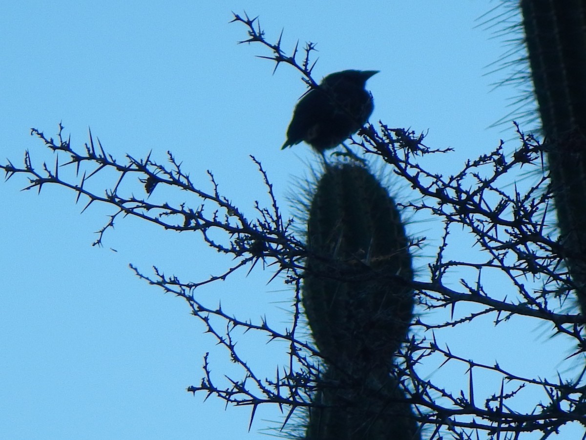 Common Cactus-Finch - ML92774331