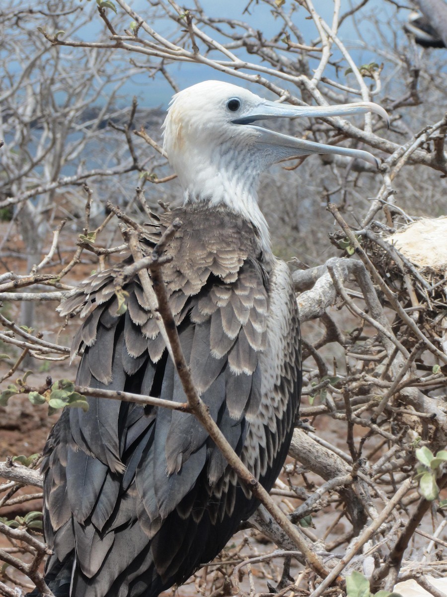 Great Frigatebird - ML92774981