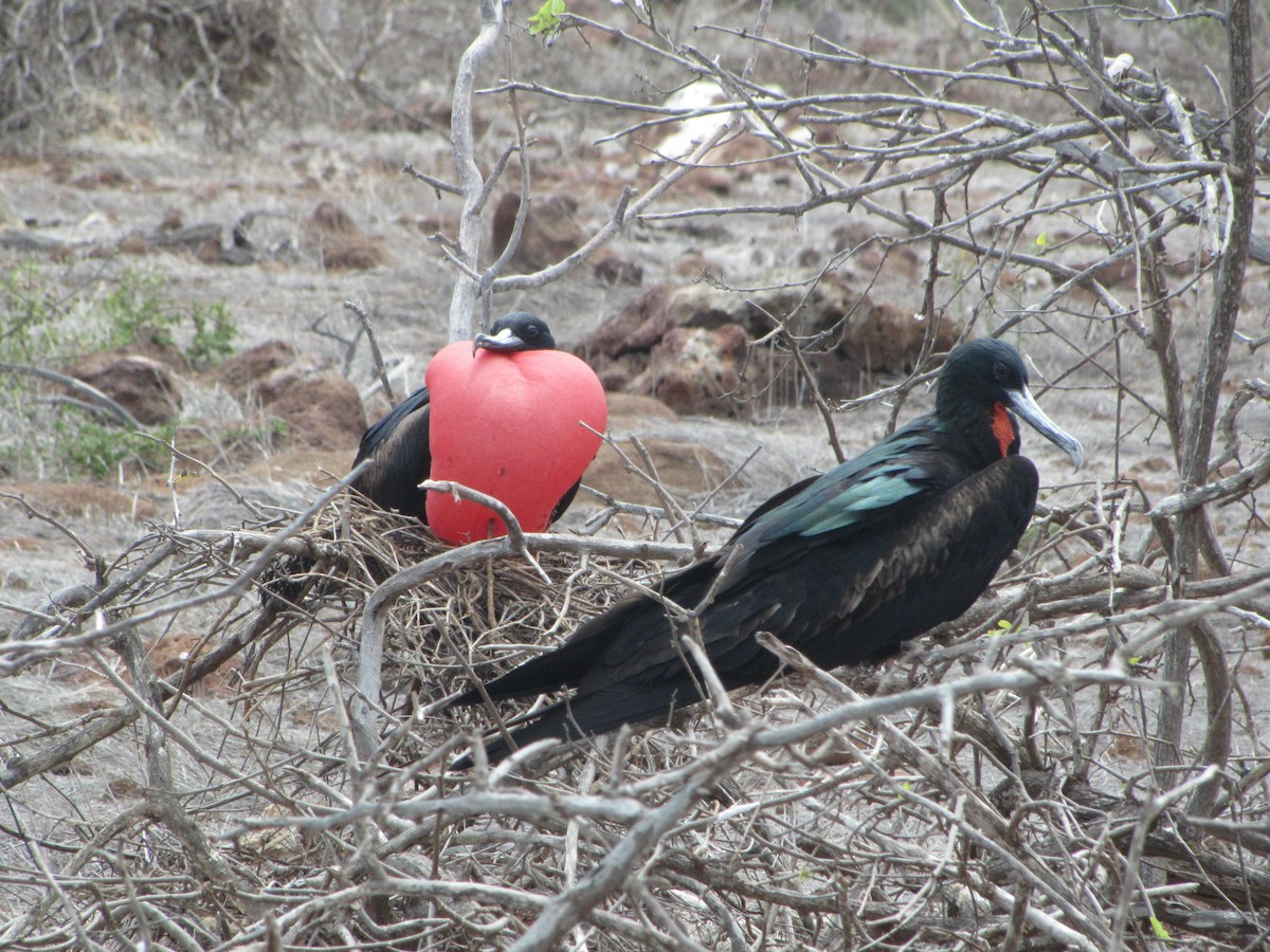 Great Frigatebird - ML92775001