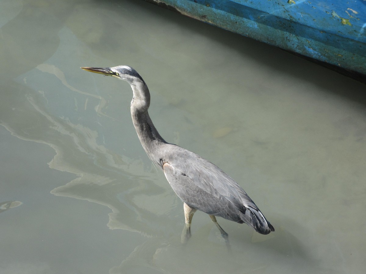 Great Blue Heron - ML92775191