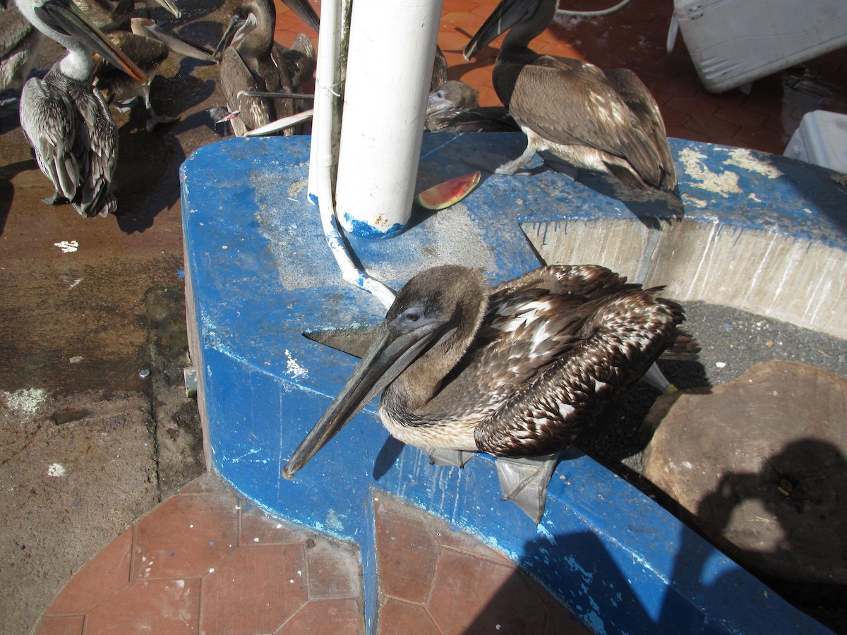 Brown Pelican - ML92775851