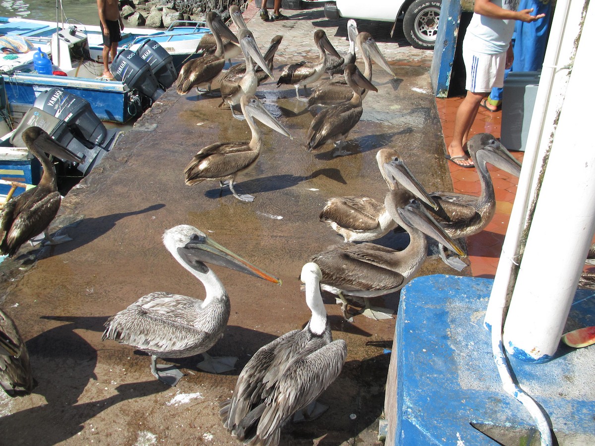 Brown Pelican - ML92775861