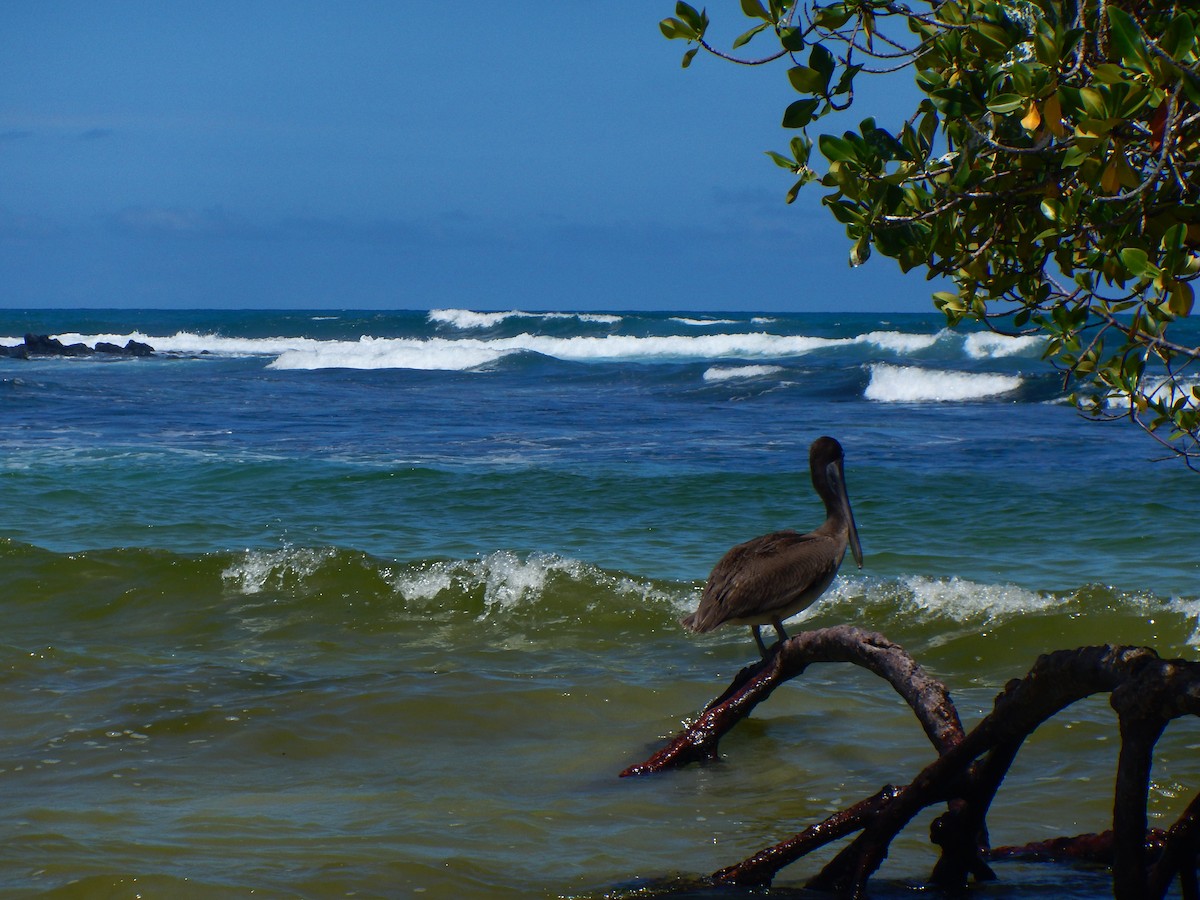 Brown Pelican - ML92775961