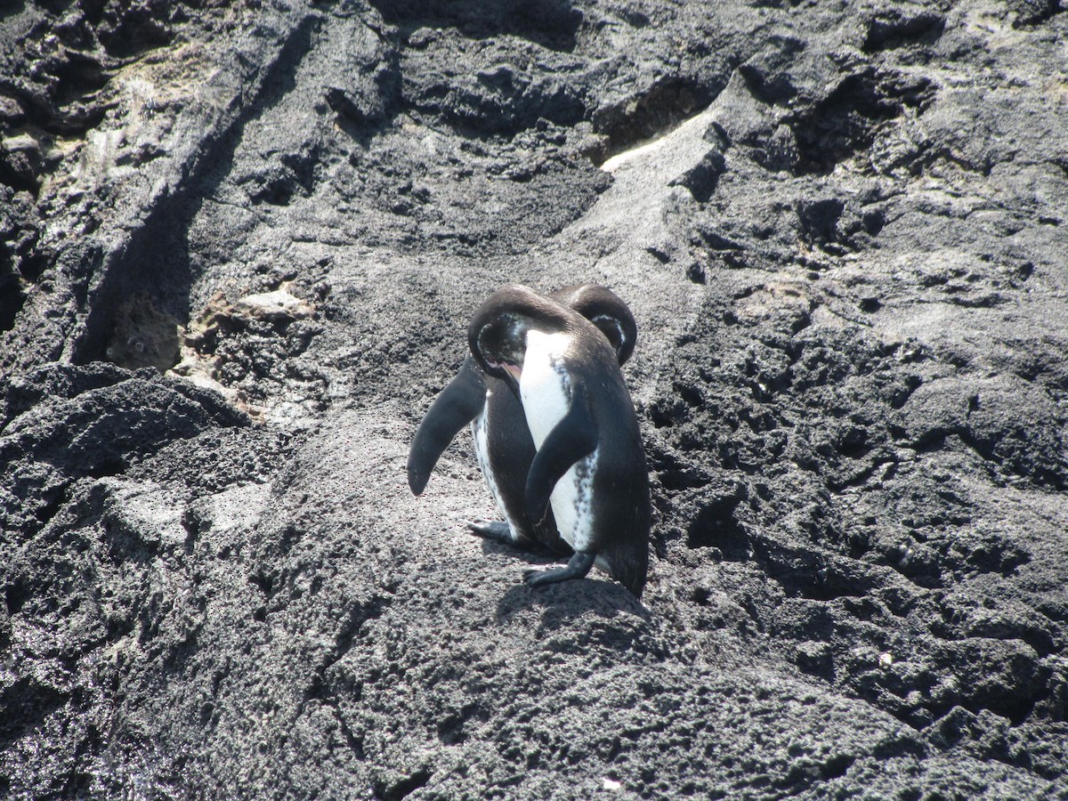 Galapagos Penguin - Colette and Kris Jungbluth