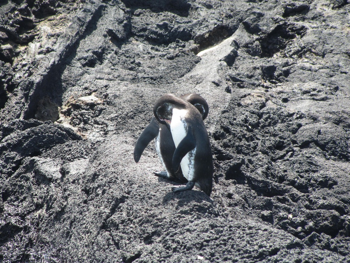 Galápagospinguin - ML92776501