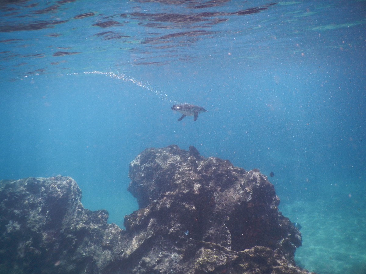 Galapagos Penguin - ML92776671