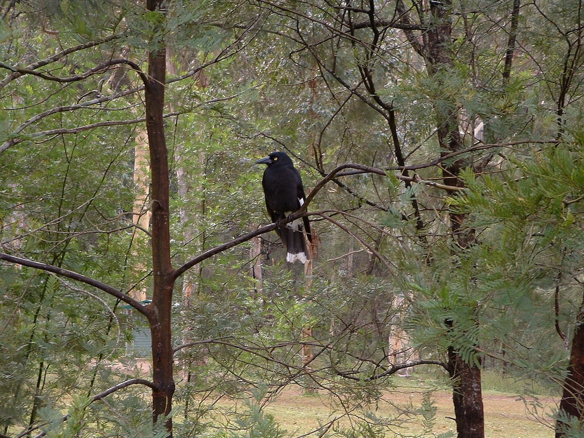 Pied Currawong - ML92778401