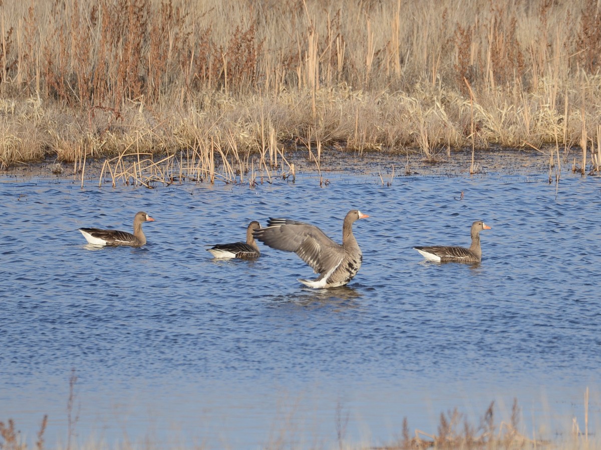 Greater White-fronted Goose - ML92778491