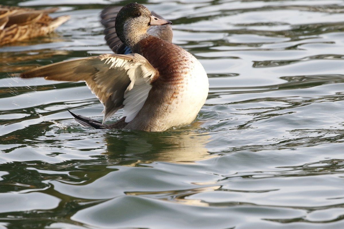 American Wigeon - ML92778811