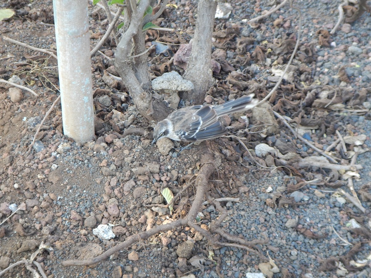 Galapagos Mockingbird - ML92781211