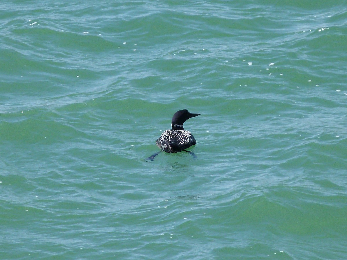 Common Loon - ML92781791